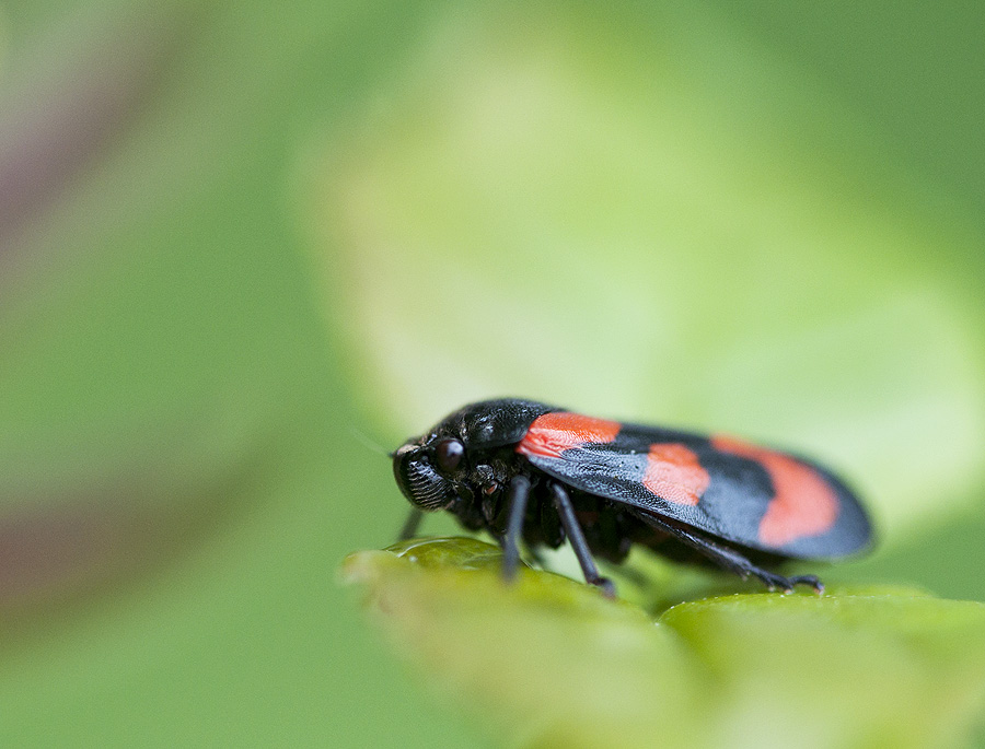 2010 05 30 Gemeine Blutzikade