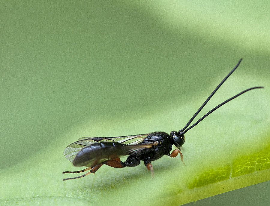 2010 05 30 Schlupfwespe