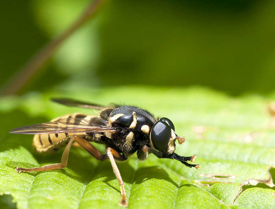 2010 05 30 Schwebfliege
