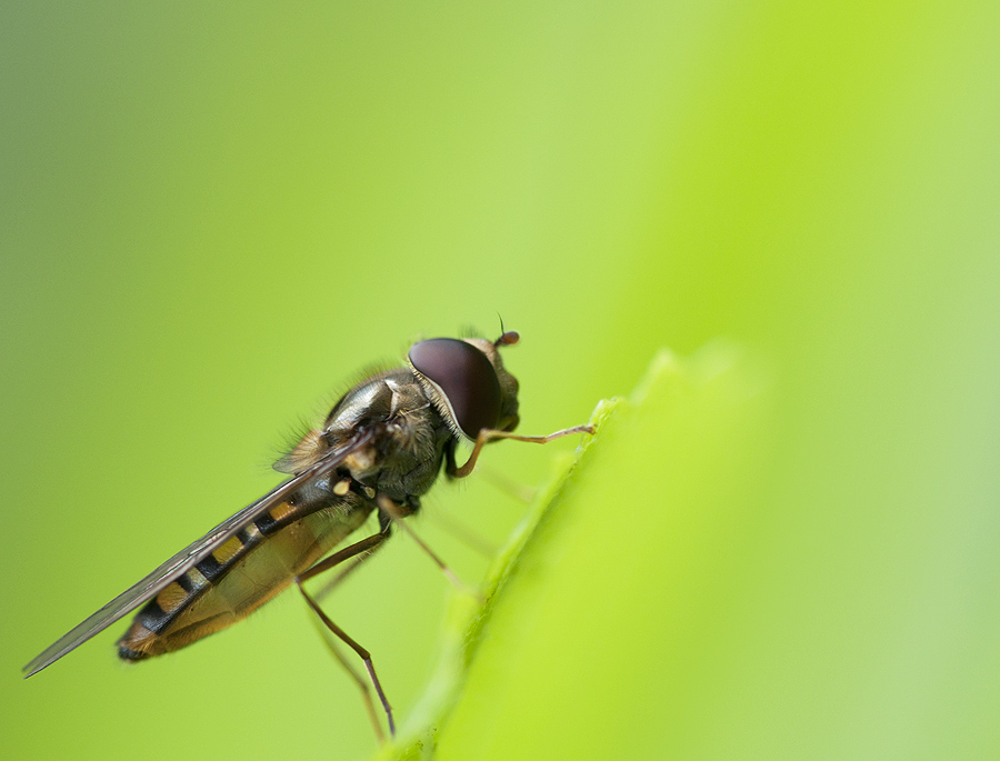 2010 05 30 Schwebfliege