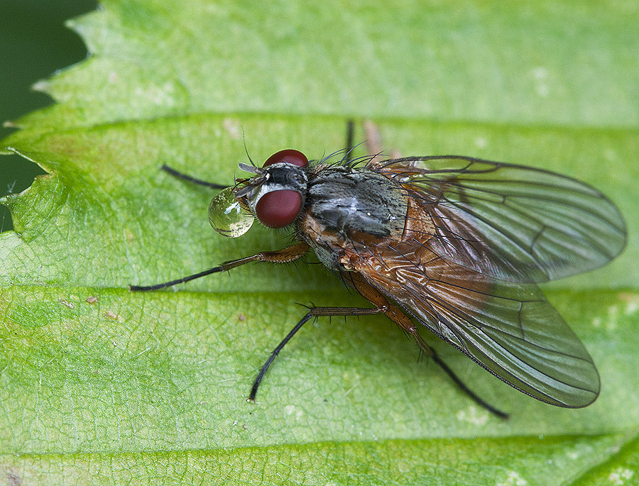 2010 06 03 Fliege mit Tropfen