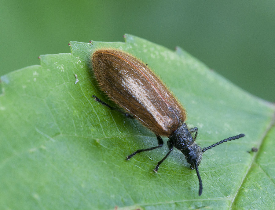 2010 06 03 Wollkäfer 04 01