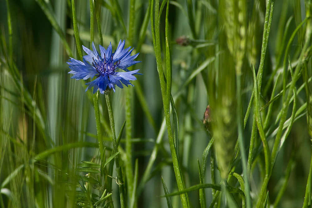 2010 06 06 DSC3405 Kornblume verkl