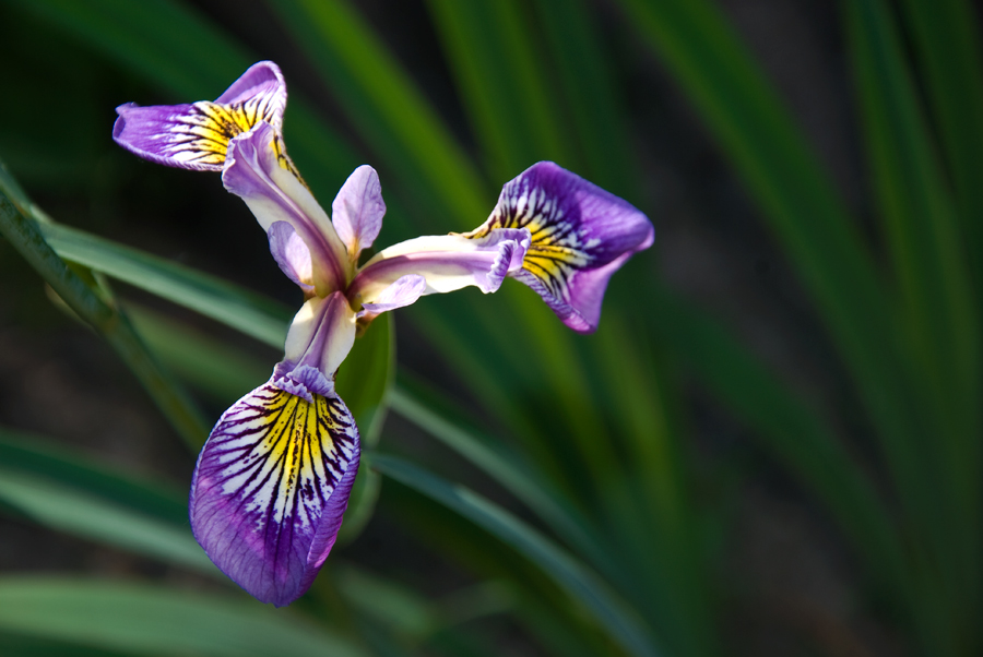 2010 06 10 Iris DSC3446