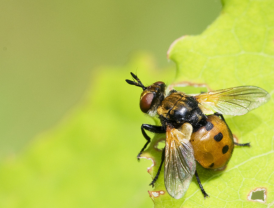 2010 06 11 Fliege 02 02