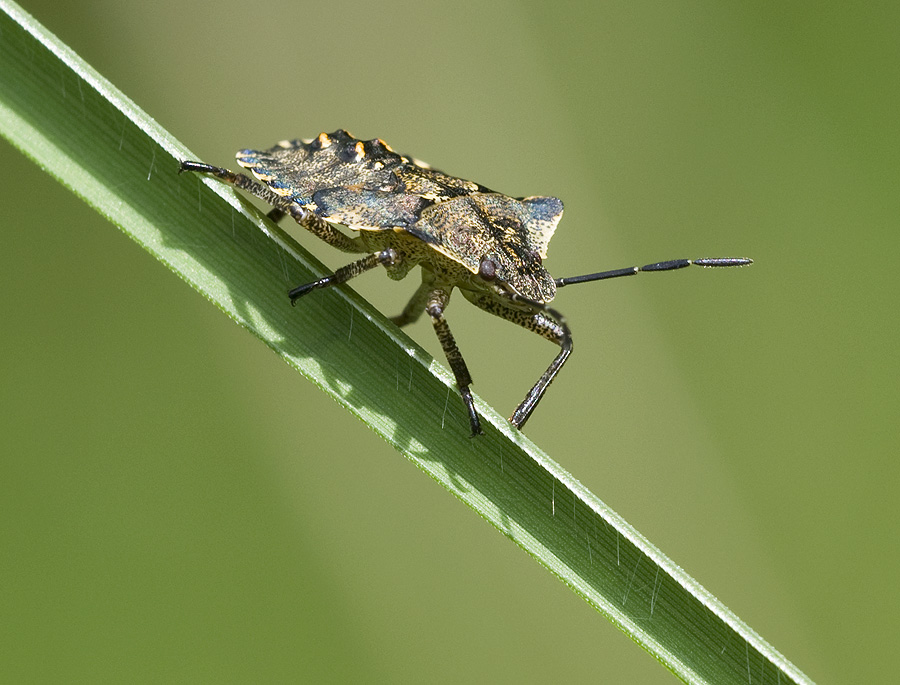 2010 06 11 Wanze 01 01