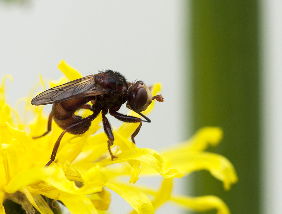 2010 06 13 Fliege 01 01