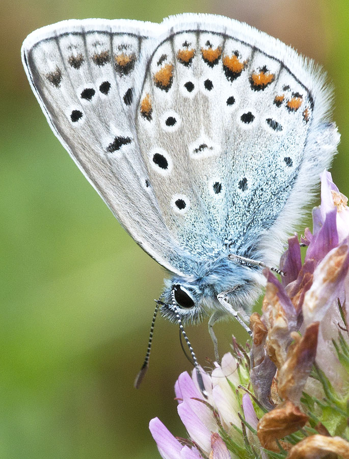 2010 06 13 Hauhechelbläuling 04 02