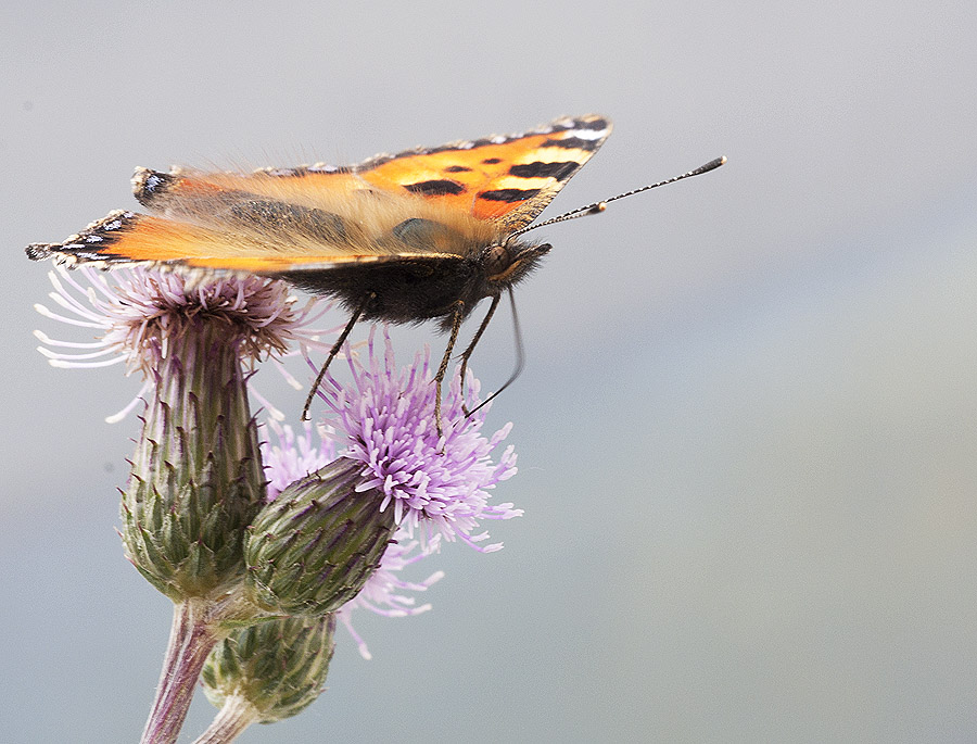 2010 06 13 Kleiner Fuchs 03 01