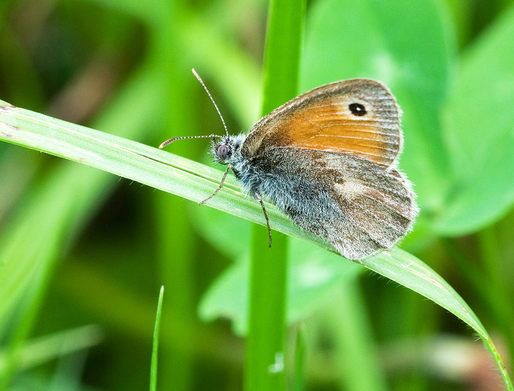 2010 06 13 Kleines Wiesenvögelchen 03 02