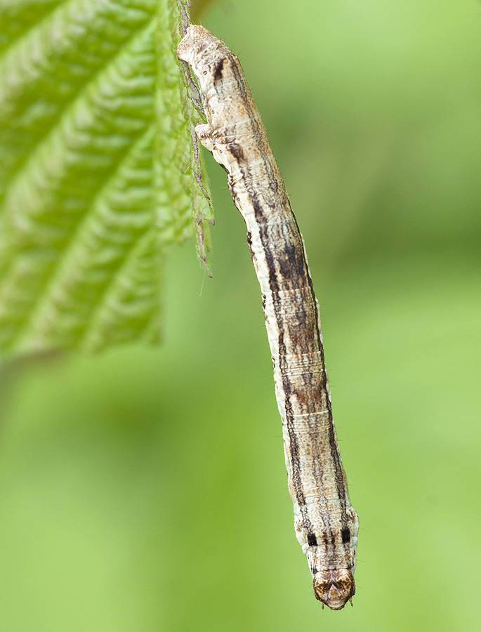2010 06 13 Raupe 01 01