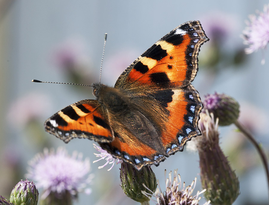 2010 06 15 Kleiner Fuchs 04 02