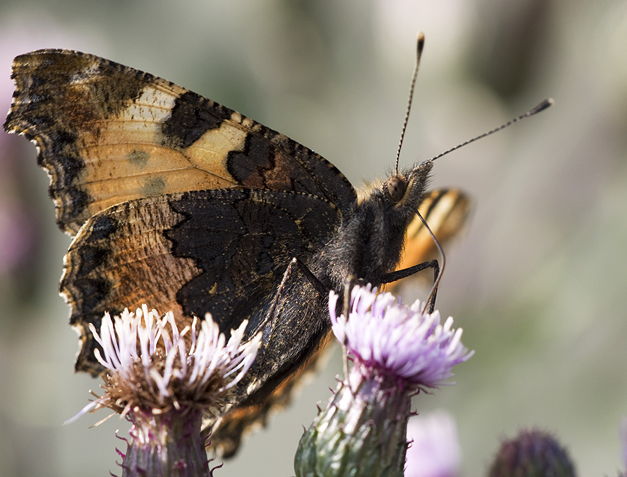 2010 06 15 Kleiner Fuchs 05 08