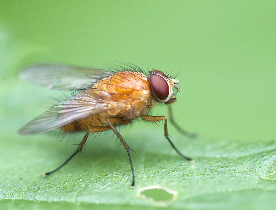 2010 06 19 Gelbe Dungfliege 01 01