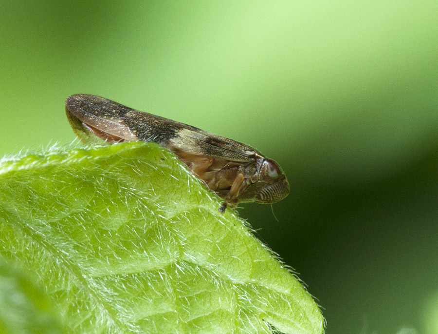 2010 06 19 Zikade 01 02