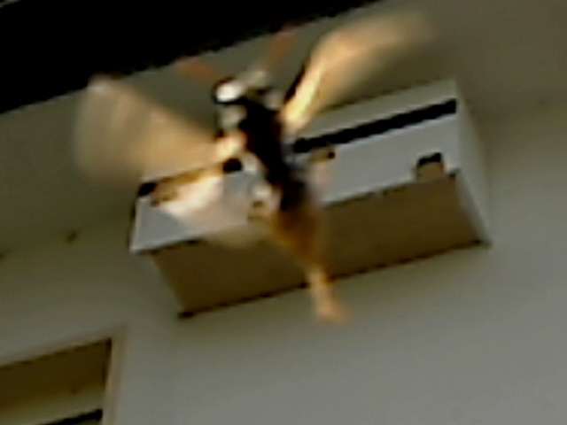 2010 06 22   14 51 05   5346524   CamAlert