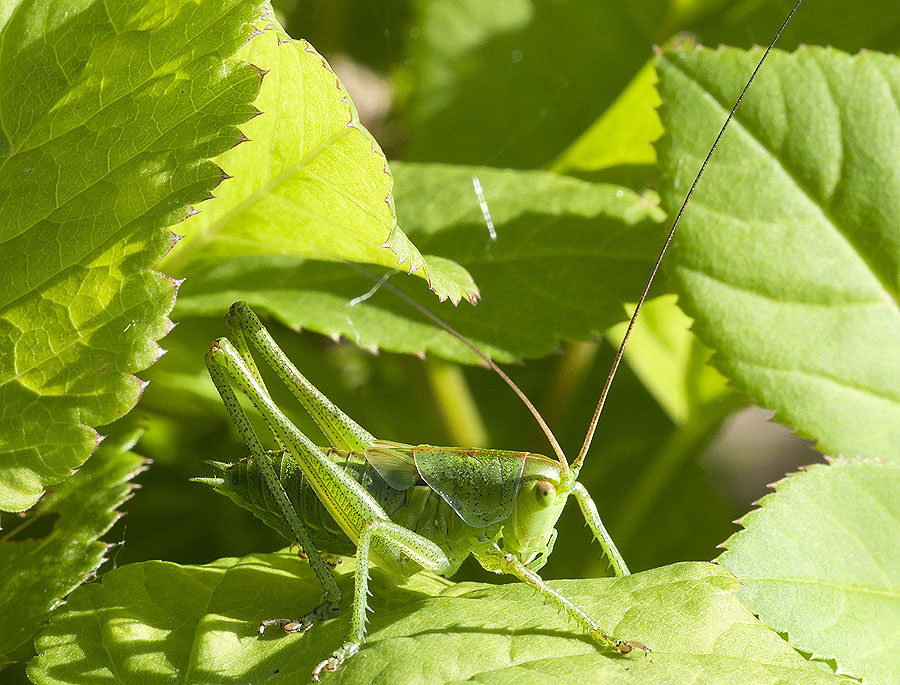 2010 06 24 Grashüpfer 01 01