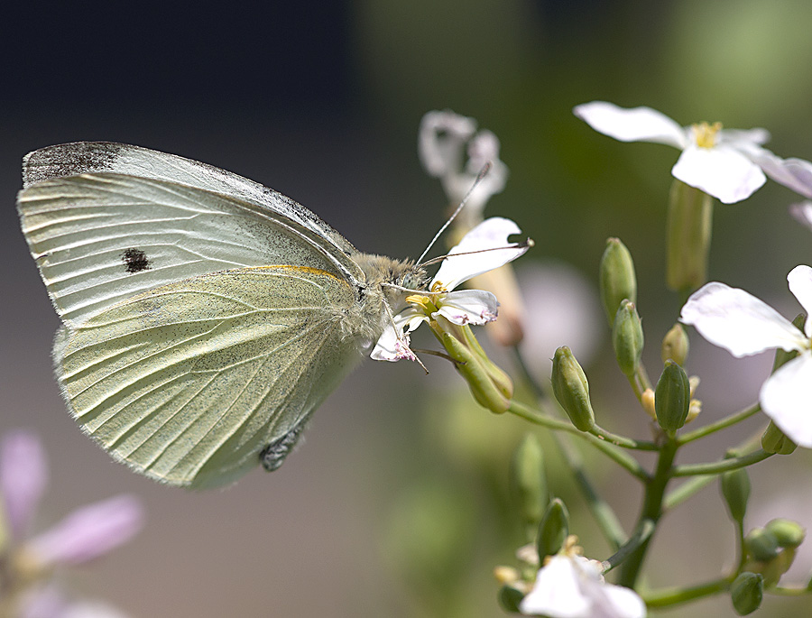 2010 06 24 Kohlweißling 01 01