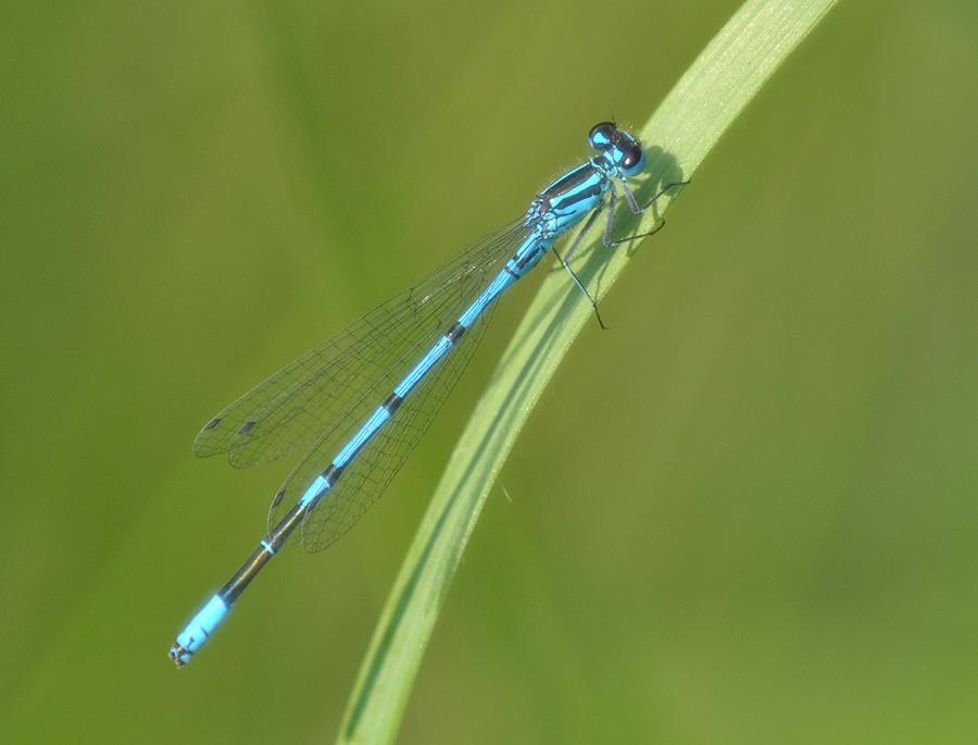 2010 06 25 Hufeisen-Azurjungfer 12 01