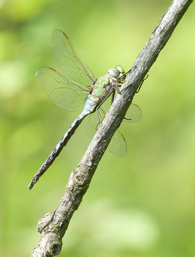 2010 06 25 Königslibelle (Anax imperator)