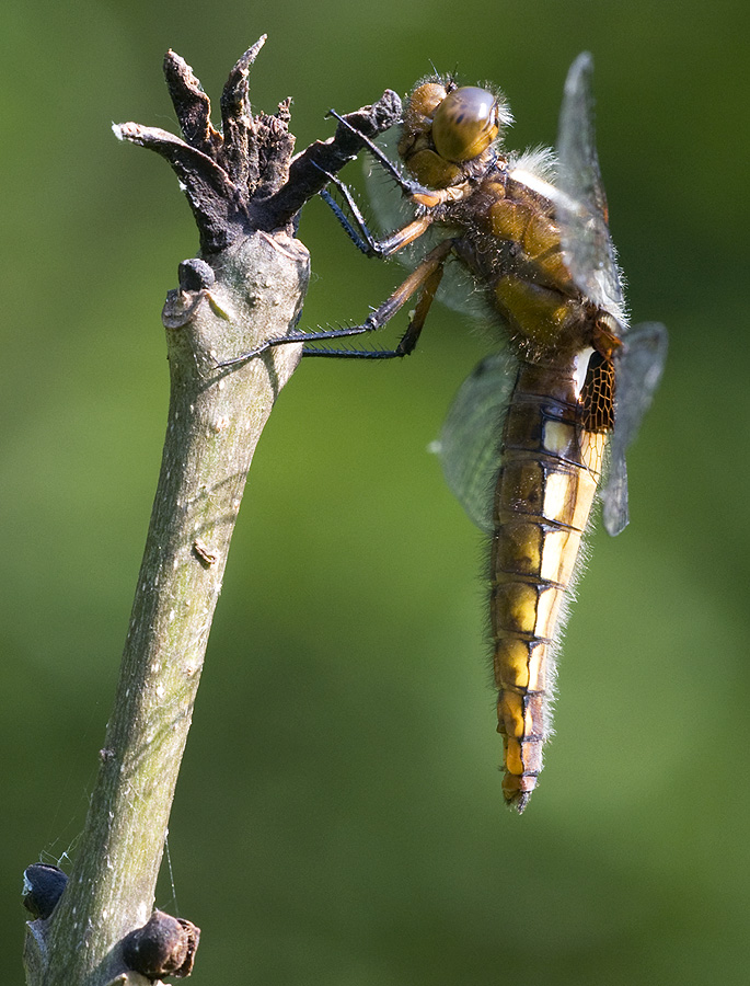 2010 06 25 Plattbauch-Libelle (Libellula depressa)