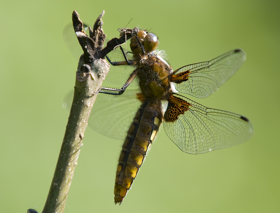 2010 06 25 Plattbauch-Libelle (Libellula depressa)