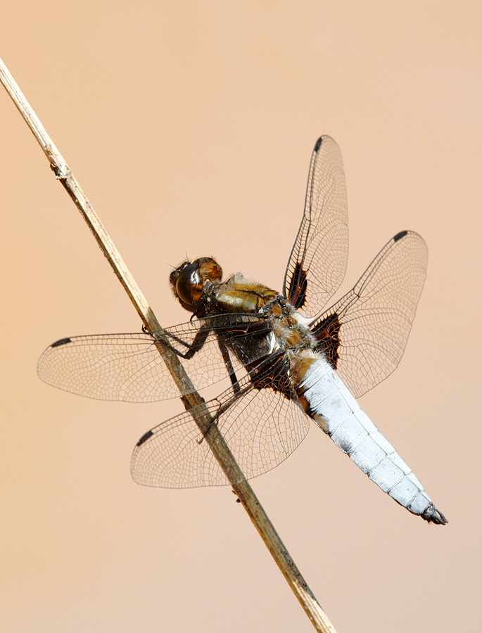 2010 06 27 Plattbauchlibelle 05 021