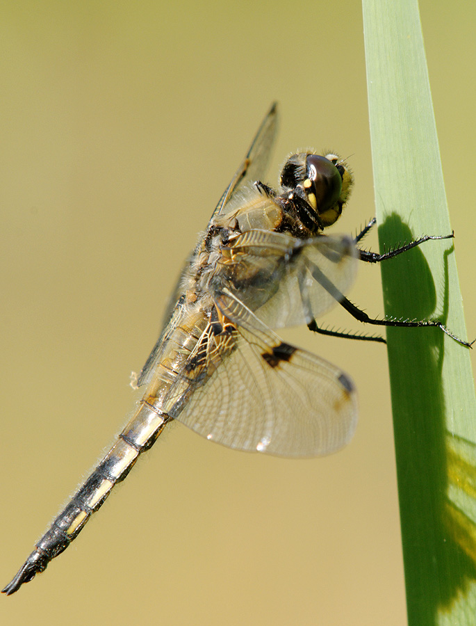 2010 06 27 Vierflecklibelle 06 022