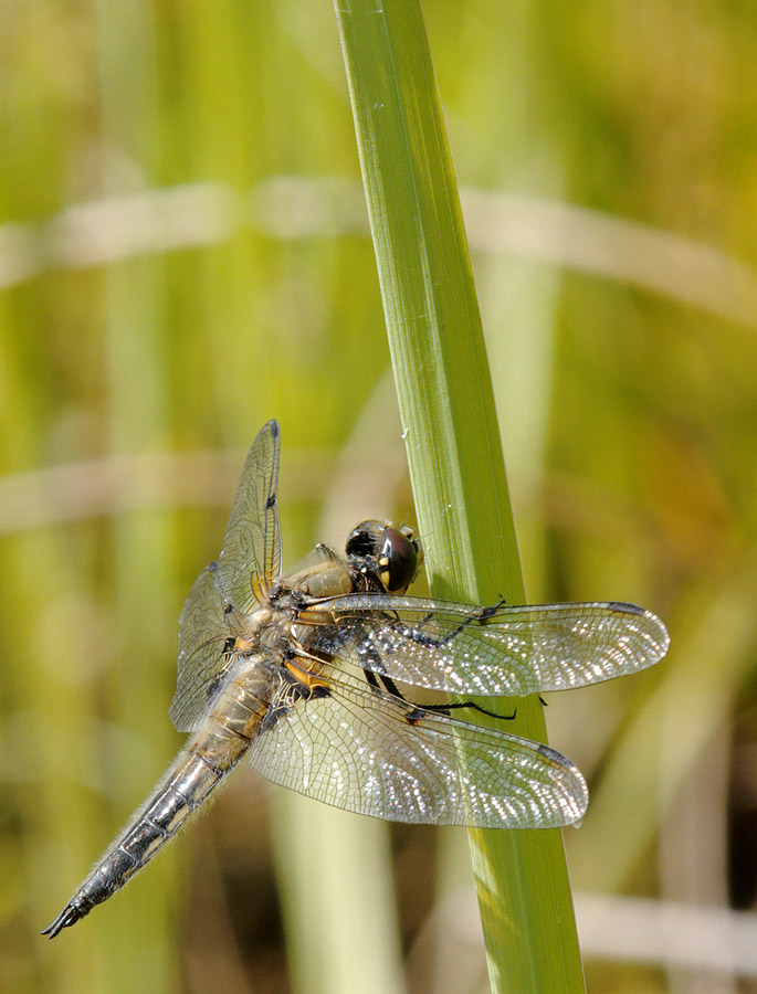 2010 06 27 Vierflecklibelle 07 02