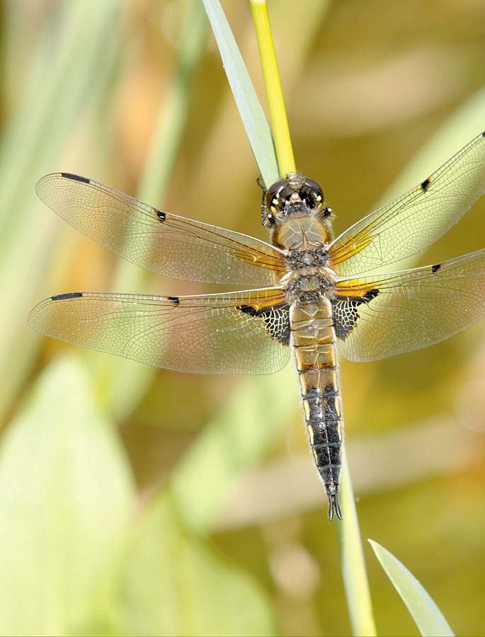 2010 06 27 Vierflecklibelle 08 021
