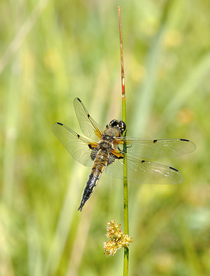 2010 06 27 Vierflecklibelle 20 02