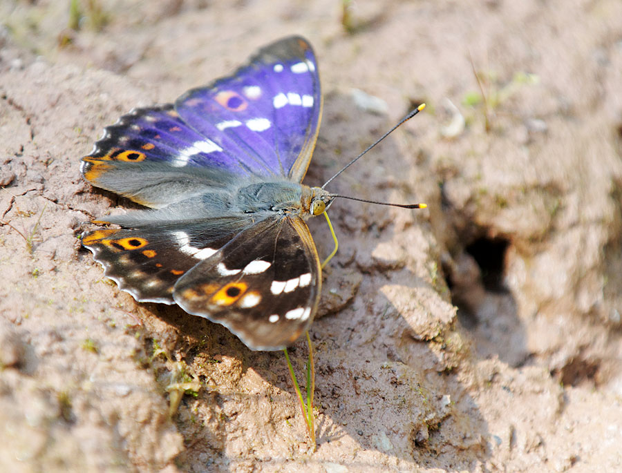 2010 06 28 Kleiner Schillerfalter 01 02