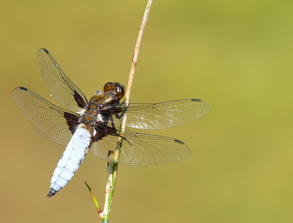 2010 06 28 Plattbauch (m) 01 01