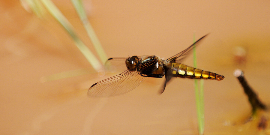 2010 06 28 Plattbauchlibelle im Vorbeiflug 05 02