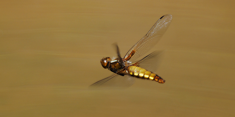 2010 06 28 Plattbauchlibelle im Vorbeiflug 06 02