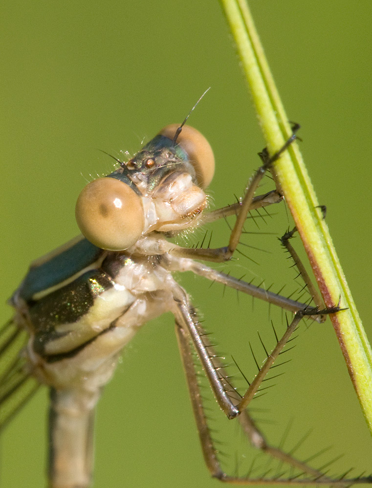 2010 06 30 Glänzende Binsenjungfer