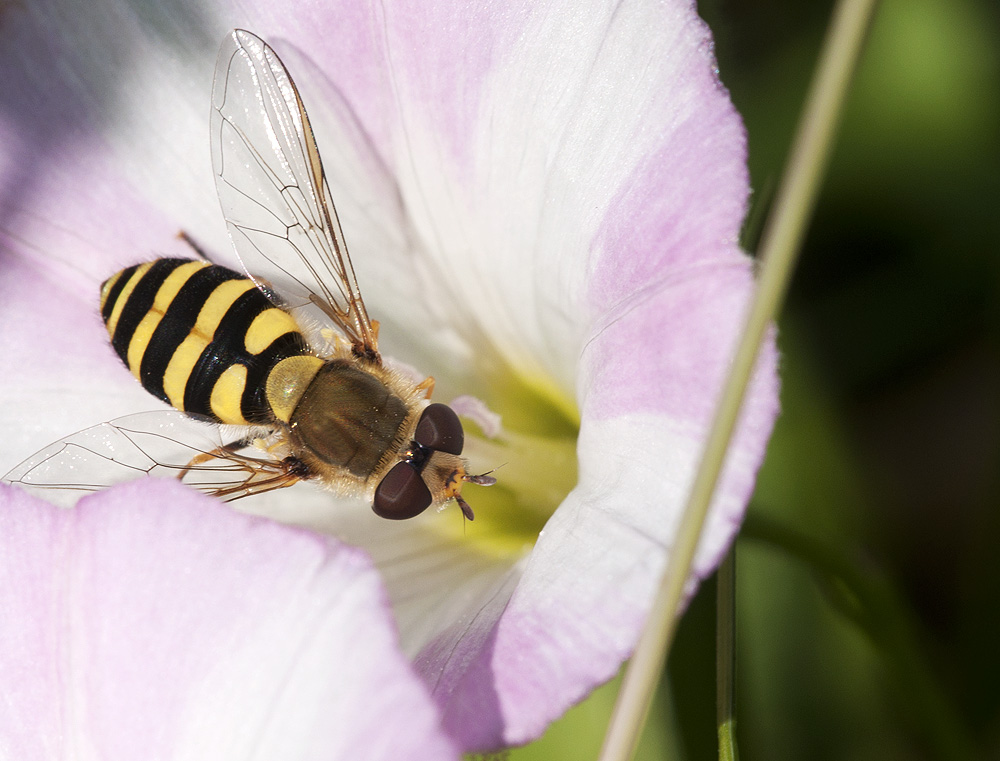 2010 07 04 Große Schwebfliege 01 01