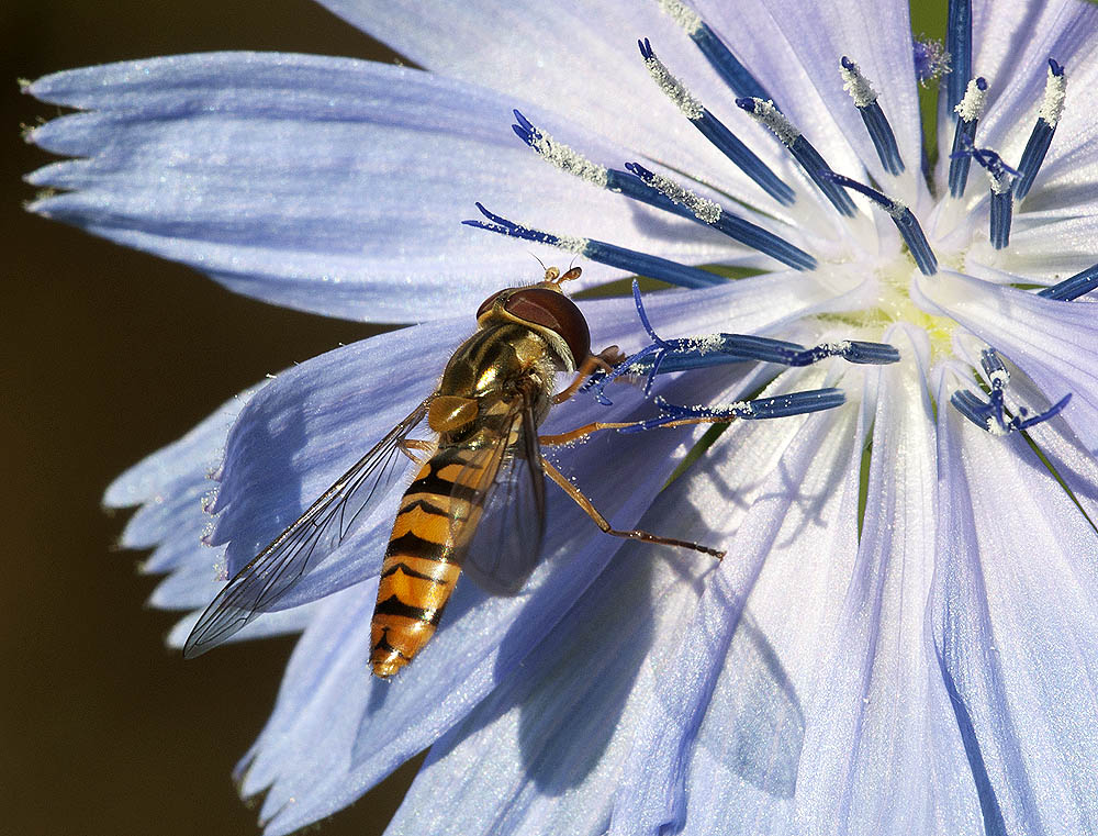 2010 07 04 Hain-Schwebfliege 10 01