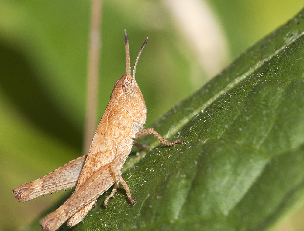 2010 07 04 Heuschrecke 03 01