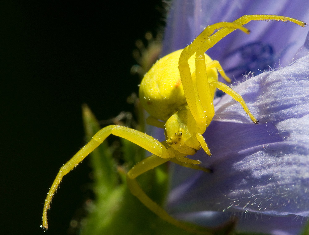 2010 07 04 Krabbenspinne 01 01