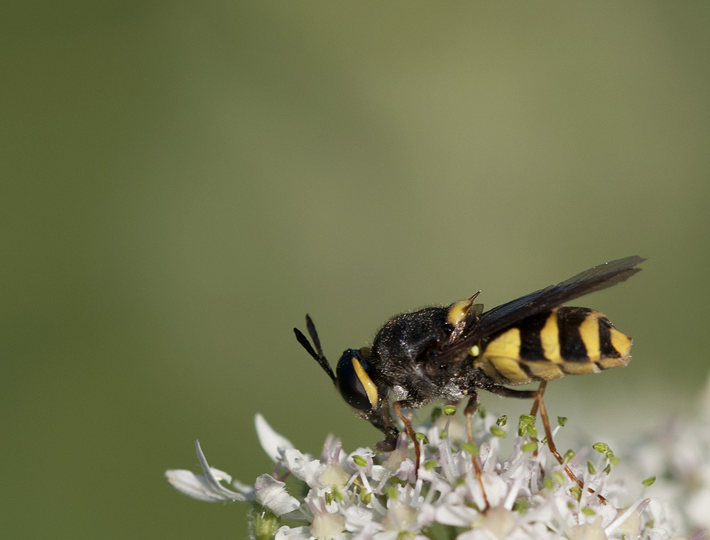 2010 07 05 Waffenfliege 31 01