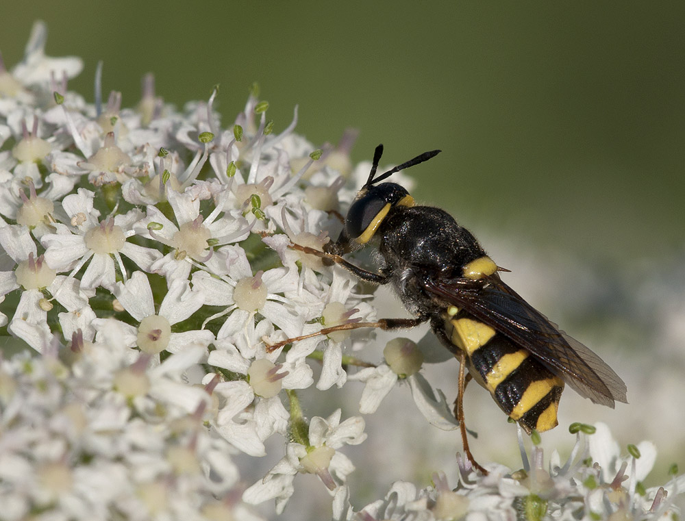 2010 07 05 Waffenfliege 39 01