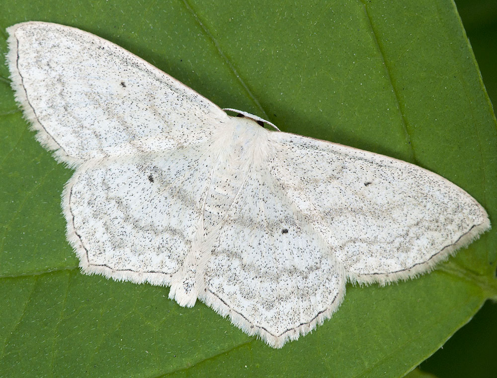 2010 07 11 Falter 01 01