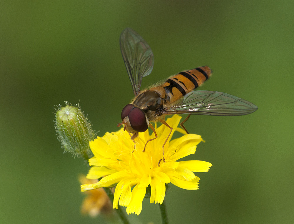 2010 07 11 Hain-Schwebfliege 15 01