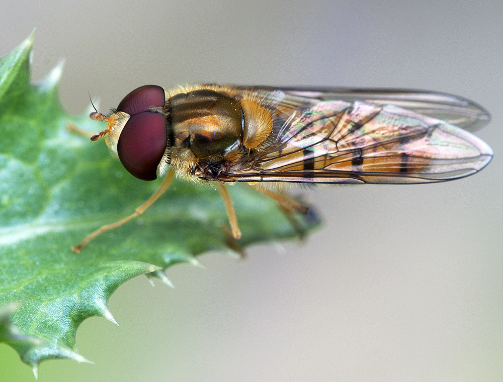 2010 07 11 Hain-Schwebfliege 24 01