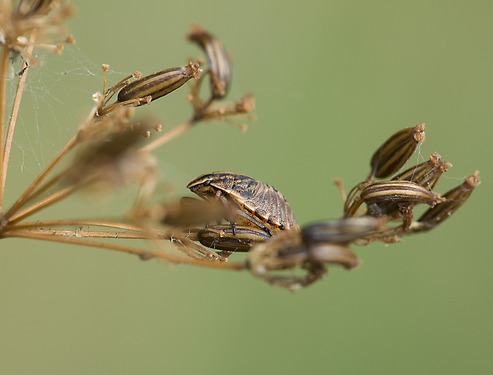 2010 07 18 Wanze als Meister der Tarnung 05 01
Larve im 4. Stadium der Streifenwanze Graphosoma lineatum