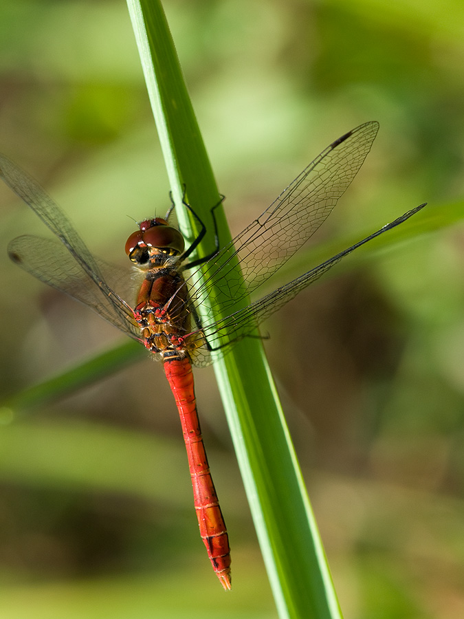 2010 07 19 Blutrote Heidelibelle 01 01