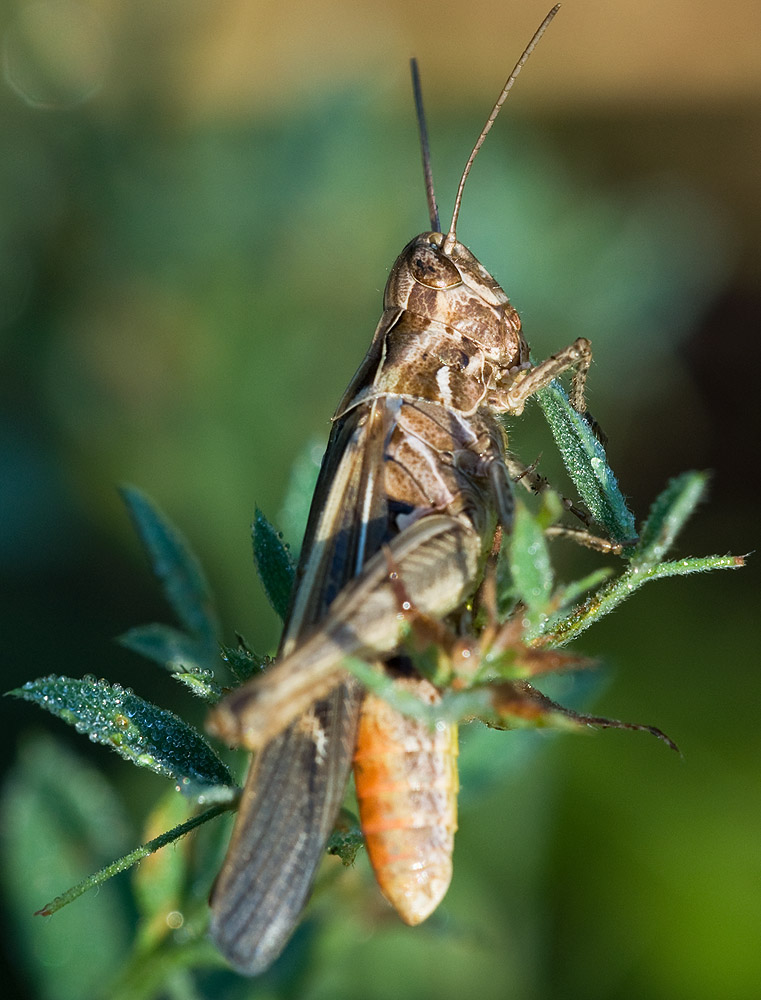 2010 07 19 Heupferd 02 04