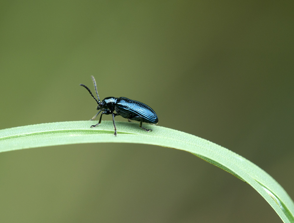 2010 07 22 Blaues Getreidehähnchen 01 04