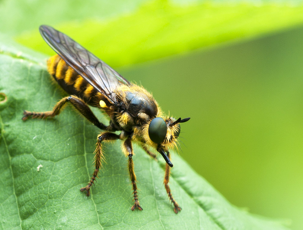 2010 07 22 Raubfliege 01 01